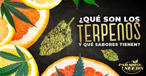 ¿qué Son Los Terpenos En El Cannabis Y Qué Sabores Tienen Paradise Seeds