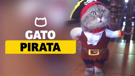 Gato Pirata Pirate Cat Youtube