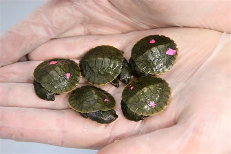 Tiny turtle hatchlings boost conservation effort - Australian Geographic