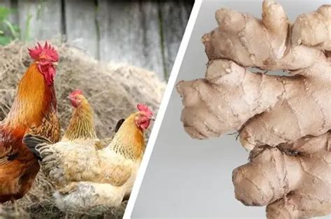 Ginger For Chickens Benefits And How To Prepare Livestocking