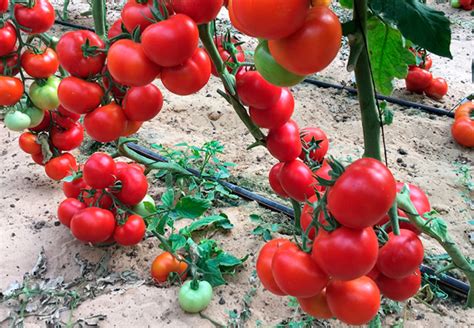 Ранние сорта томатов: обзор 100 лучших сортов с фото и описанием