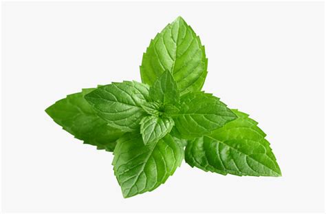 Peppermint Clipart Peppermint Plant Foglia Menta Piperita Hd Png