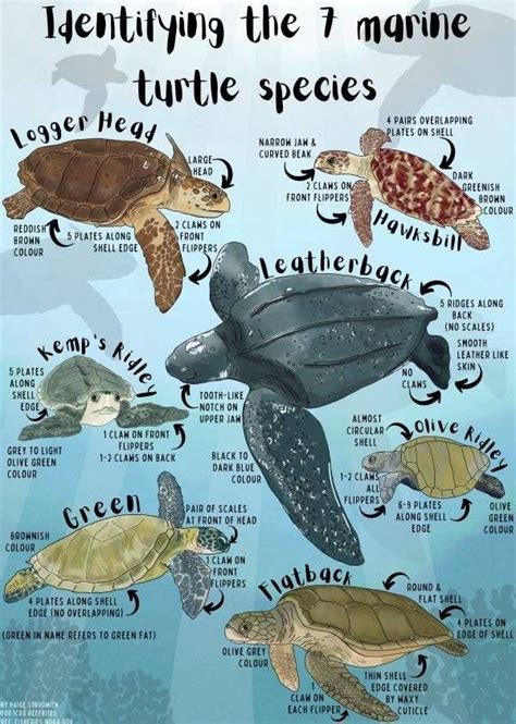 How Long Do Sea Turtles Live All That You Need To Know Artofit