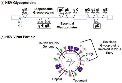 Herpes Simplex Virus HSV As Vaccine Vectors Creative Biolabs