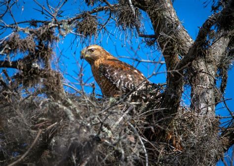 Premium Photo | Red-shouldered hawk in a nest i believe at cullinan ...