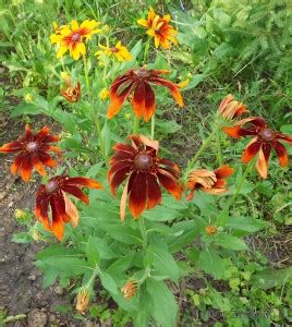 Рудбекия (Rudbeckia)