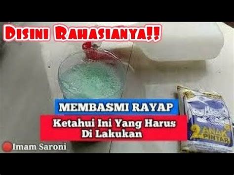 RAYAP CARA MEMBASMI RAYAP DI RUMAH Cara Mudah Menghilangkan Rayap