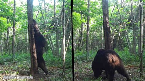 Oso18の最期 “忍者”はなぜ駆除された？第2のosoの可能性は？ Nhk Web特集 北海道