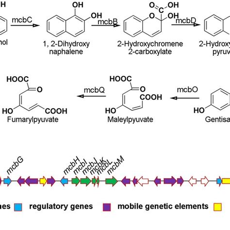 The carbaryl metabolism in strain XWY-1. a The carbaryl degradation ...