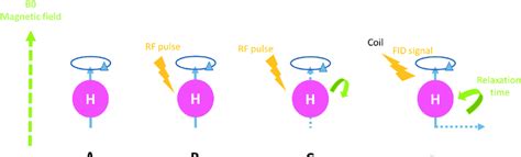 Schematic Representation Of Magnetic Resonance Imaging Principles A