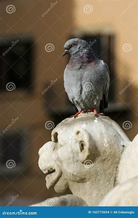 The Dove Perched On The Head Of The Statue In Ä°taly Stock Photo