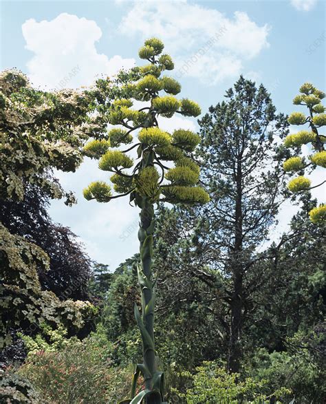 Flowering agave plant - Stock Image - B620/0135 - Science Photo Library