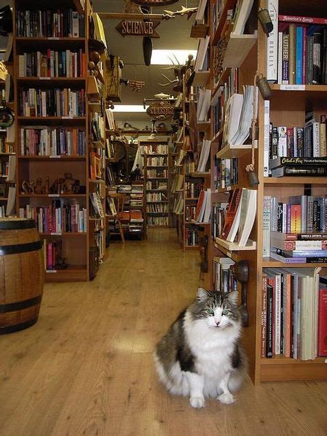 100 Cats In The Library Ideas Cats Cat Books Bookstore Cats