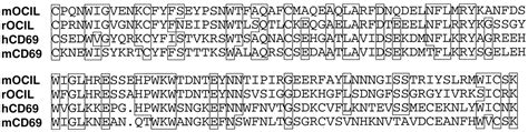 A Novel Osteoblast Derived C Type Lectin That Inhibits Osteoclast