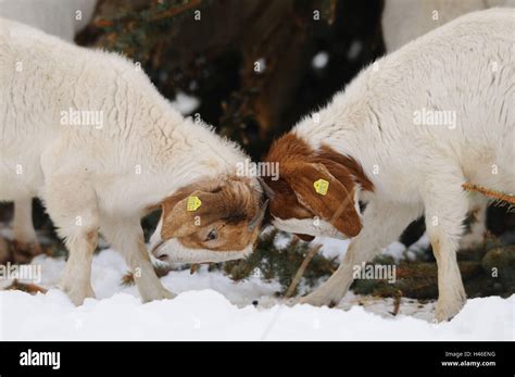 Boers Goat House Goat Capra Hi Res Stock Photography And Images Alamy