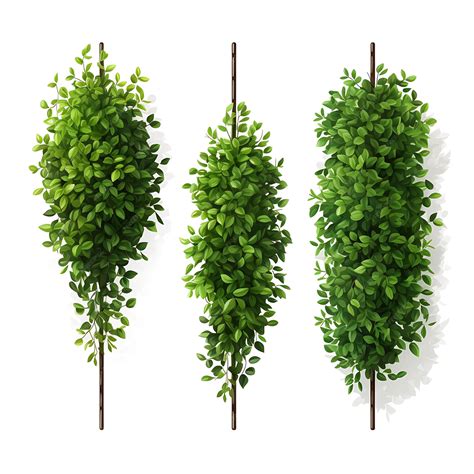 Premium Ai Image A Set Of Boxwood Bushes Trimmed Into Geometric