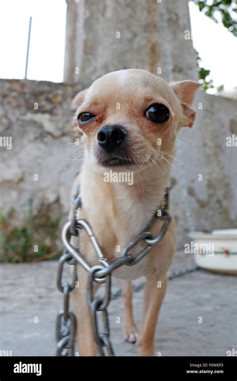 Little chihuahua dog in chains making a funny face Stock Photo - Alamy