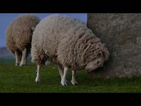 Sheep Voice Sheep Sounds Youtube