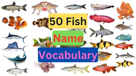 Fish Vocabulary 50 Fishes Name In English With Pictures English