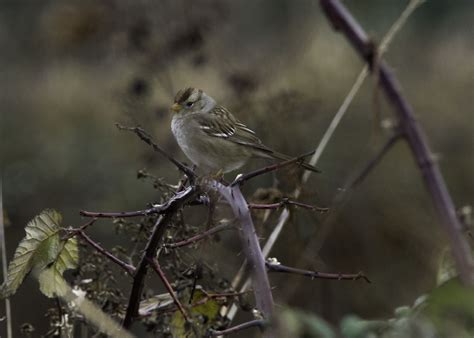 Dsc White Crowned Sparrow Tony Spane Flickr