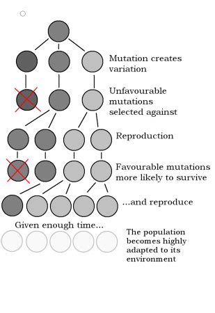 What Are The Different Types Of Selection Pressures In Evolution