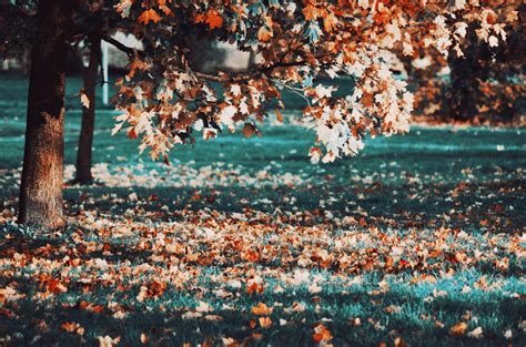 Fall, leaves, trees HD wallpaper | Wallpaper Flare