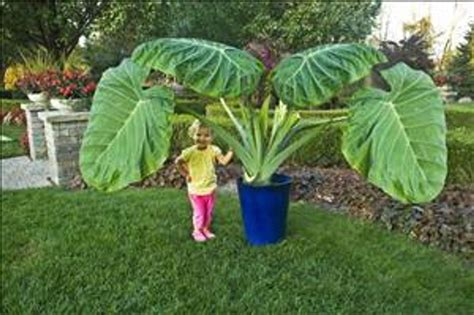 Colocasia G Thailand Giant Shipped From Grower To Your Door