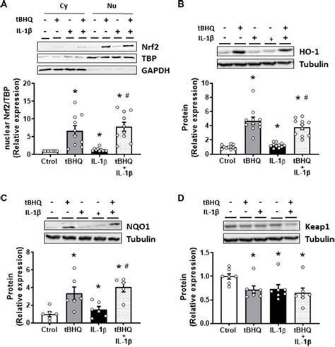 Frontiers Regulation by Nrf2 of IL 1β induced inflammatory and