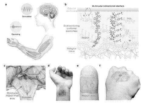 Supramolecular Network For Stable Highly Stretchable Conducting And