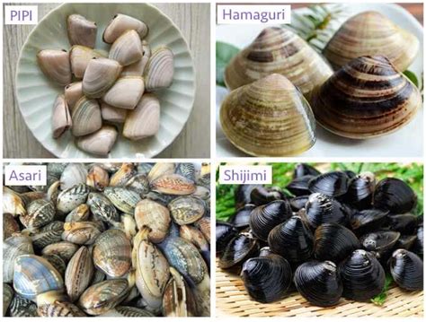 Different Types Of Clams