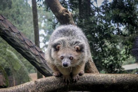 Binturong: A Stroll With The Arctictis Binturong - Zoo Animals Zoo Guide
