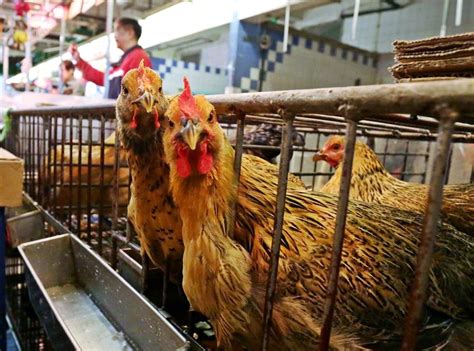 英日韓爆h5n8禽流感 港暫停進口禽類產品 星島日報