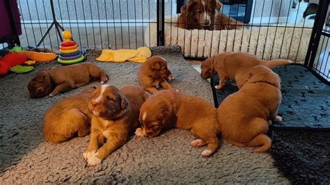 Dag Kijk Mee Met Onze Toller Noa En Haar Pups Teefjes En