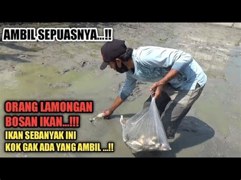 Cari Ikan Sisa Panen Tambak Yang Habis Dikuras YouTube