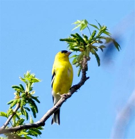 Birding In Freeman Park Travis Audubon