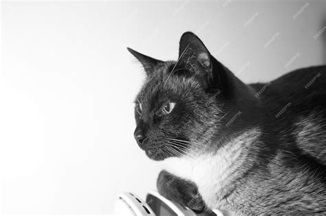 Premium Photo | Black and white siamese cat looking and relaxed