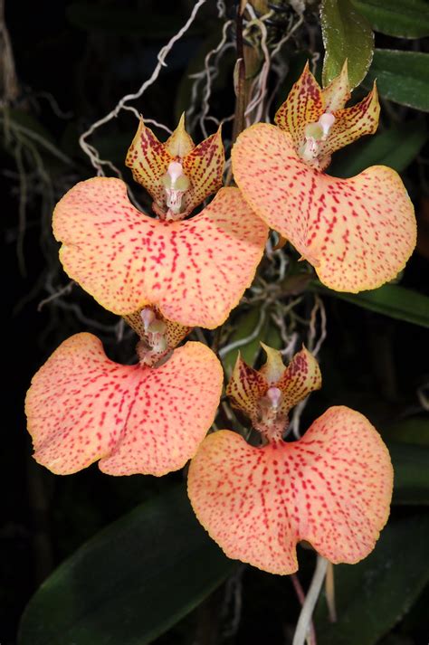 Comparettia Oberhausen Grown By Orchideen Holm Flickr