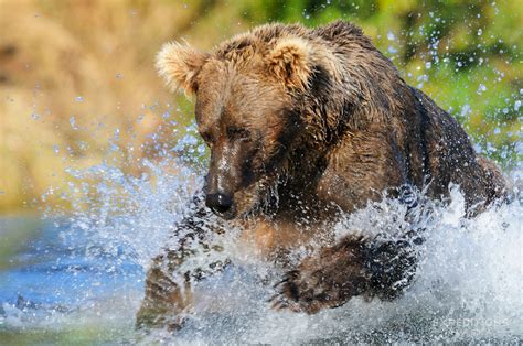 Grizzly bear photos | Alaska bear pictures | Alaska grizzlies photos