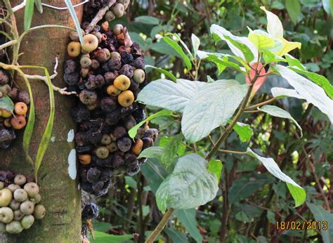 Ficus Nota Male Tree Crocker Range The Figs Of Borneo