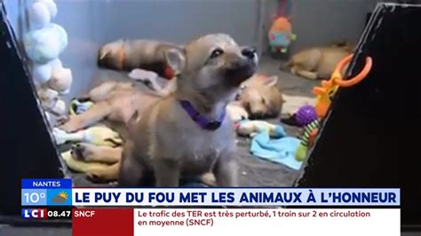 Adopter Un Chien Loup Ce Qu Il Faut Savoir Avant De Sauter Le Pas