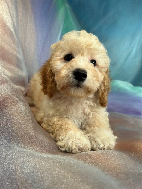 Iowa Puppies Available Now Bichon Poodles And Mini Goldendoodles