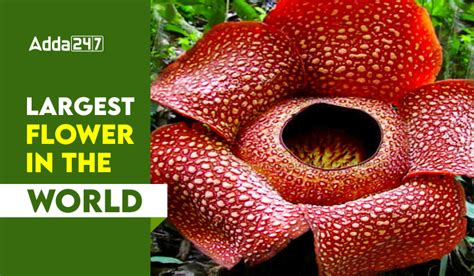 largest flower   world list  top