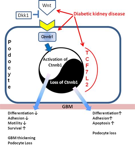 Summary Our Results Indicate That The Wnt Ctnnb1 Pathway Plays A Key