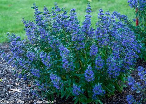 11 Of The Best Blue Flowering Shrubs