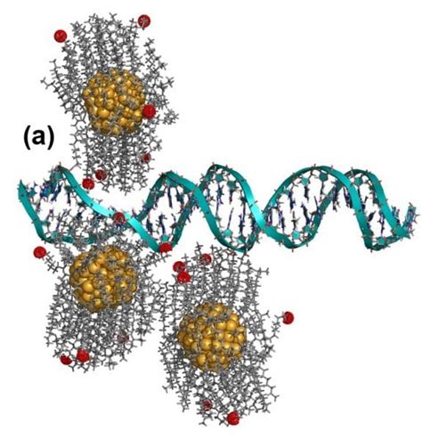 Researchers Find Gold Nanoparticles Capable Of ‘unzipping Dna Advanced Science News