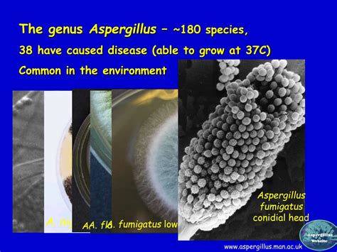 Ppt The Extraordinary Spectrum Of Diseases Caused By Aspergillus Powerpoint Presentation Id