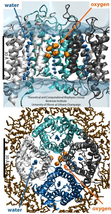 PDF Dagli Atomi Alle Biomolecole UNIVPM Dagli Atomi Alle