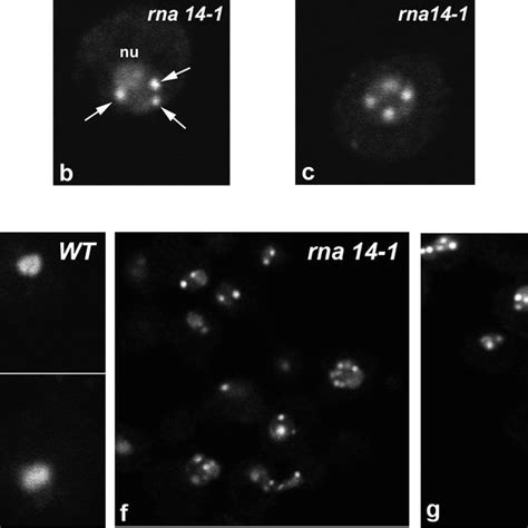 Nop P Delocalizes From The Nucleolus In Rna And Rna Mutants