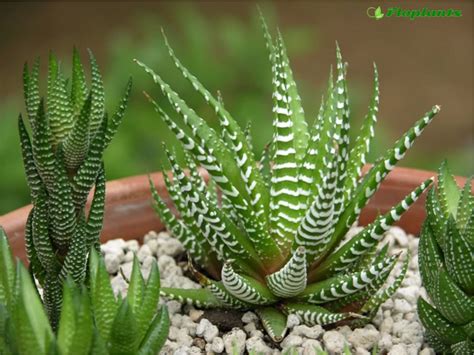 Хавортия (Haworthia). Уход, полив и размножение. | Floplants. О ...