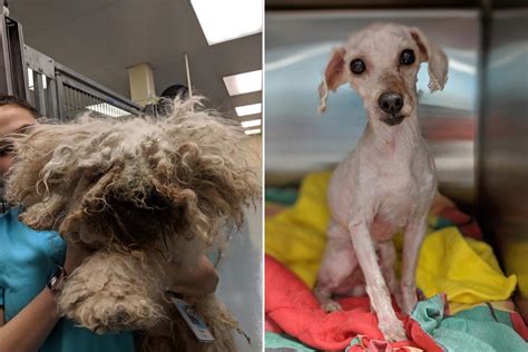 Severely Matted Dog that Spent Two Years Living Under a Bed Gets Life ...